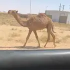 القعود الرماني الكفو