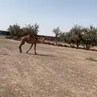 ناقه لقحه شعلاء للبيع