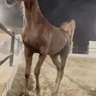 مهره واهو فاااخره للبطولات