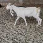 عنز مشروكه