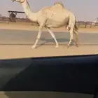 لقحه شقحا طيبه