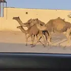 عشاير تحتها قعدان
