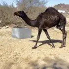 قعدان مجاهيم عدد2 على حليب. يعرى