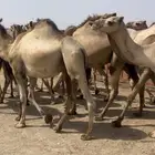 قعدان صومالي اوزان ثقيله