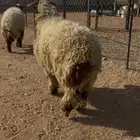 نعيمي طليان