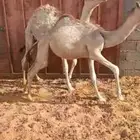 حشو للبيع عدد 2 العمر 7شهور شحم الموقع شقراء الفديو علي الو