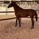 فرس شعبيه كفو ولقحه على فحل جمال مكس معسوفه