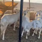 غنم حريات