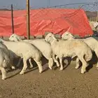 طليان حريات جبرة