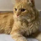 قط شيرازي الخرج