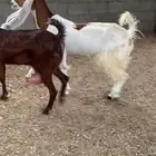ماعز طيبات