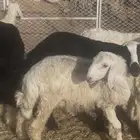طليان