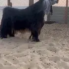 تم البيع