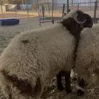 طليان نعيم فاخره