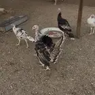 دجاج رومي