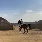 فرس شعبي عربيه كفو