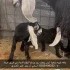 معزاء خلفات العدد 14 يتبعها 22