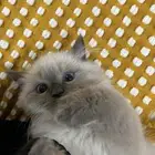 احتاج كيتن قط سيامي للتبني