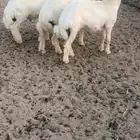 طليان مقفله شحم