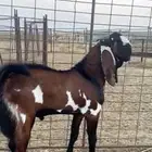 تيس هندي خرايط بيور