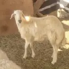 طليان ورخال فل شحم تابي وتمارا