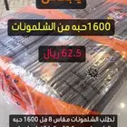 مزازات شلمونات