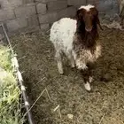 رخله نعيميه