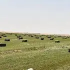 علف بلوبنك