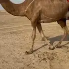 للبيع نياق حمر خلافات تحتهن بكار