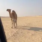 للبيع خلفه حمراء ثنيه