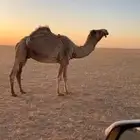 للبيع الناقه الشعلا مضربه لها حول السبوع