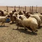 للبيع غنم نعيم