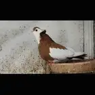 ذكر بلغاري عبسي