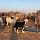 نجدي فحل صنف