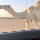 لقحه كفو عظم