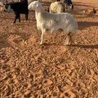 حريه ثنيه حايل شحم