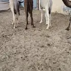 مفاريد طيبه ( تم البيع )