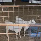 عنز جنوبيه تحتها ثنين (تم البيع)
