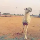 عشراء حكومية وضحى ضروبه