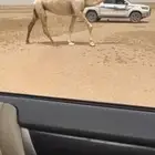 للبيع الضريبه كفو