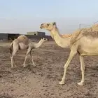 للبيع الناقه الوضحا عشره