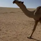 بكره كفوه سنه لقه