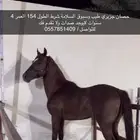 حصان جزيزي