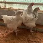 فروخ دجاج جامبو