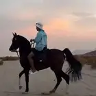 حصان جزيري