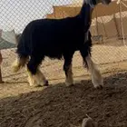 جذعه خصم