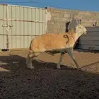 مشروع فحل فاخر