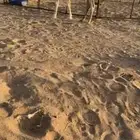 قعود كفو رماني على بعير النهدي