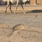 ناقه ضريبه