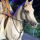 حصان عربي شعبي فاخر للبيع